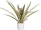 Ananas Champaca met Elho B.for soft white ↨ 55cm - hoge kwaliteit planten