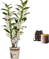 Set Bamboo orchid ‘Pure White Appolon’ en geurkaars Lucky Candle Brown ↨ 55cm - planten - binnenplanten - buitenplanten - tuinplanten - potplanten - hangplanten - plantenbak - bomen - planten