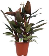 Philodendron New Red – Pyramide ↨ 70cm - hoge kwaliteit planten