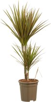 Dracaena Bicolour ↨ 80cm - hoge kwaliteit planten