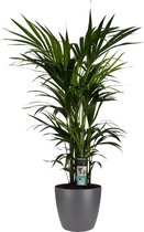 Kentia Palm - Elho brussels antracite ↨ 120cm - hoge kwaliteit planten