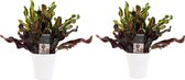 Duo Croton Mammi 3pp kopstek met sierpot Anna white ↨ 25cm - 2 stuks - hoge kwaliteit planten