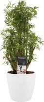 Polyscias Hawaiiana Ming vertakt met Elho brussels white ↨ 50cm - hoge kwaliteit planten