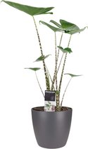 Alocasia Zebrina met ELHO brussels antracite ↨ 70cm - hoge kwaliteit planten