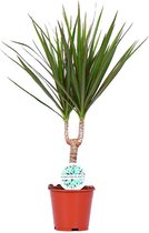 Kamerplant van Botanicly – Drakenboom – Hoogte: 55 cm – Dracaena Marginata