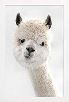 JUNIQE - Poster in houten lijst Alpaca met scheve kop -30x45 /Wit