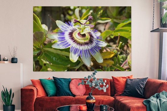 Tableau sur toile Gros plan d'une fleur de la passion violette - 150x100 cm - Décoration murale