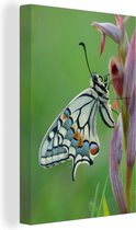 Canvas Schilderij Zijaanzicht van een koninginnenpage vlinder - 20x30 cm - Wanddecoratie