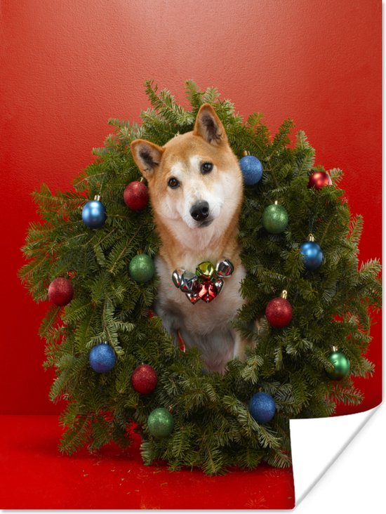 Poster Shiba hond met een kerstkrans - 30x40 cm