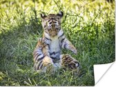 Twee spelende baby tijgers poster papier 40x30 cm - klein - Foto print op Poster (wanddecoratie woonkamer / slaapkamer) / Wilde dieren Poster