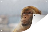Affiche de jardin portrait macaque de barbarie 120x80 cm - Toile de jardin / Toile d'extérieur / Peintures d'extérieur (décoration de jardin)