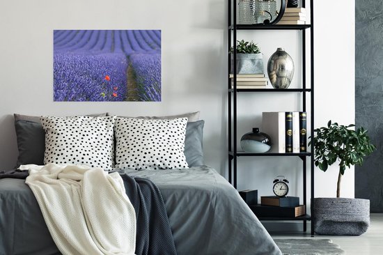 Gros plan d'un coquelicot dans un champ de lavande 60x40 cm / Poster Fleurs