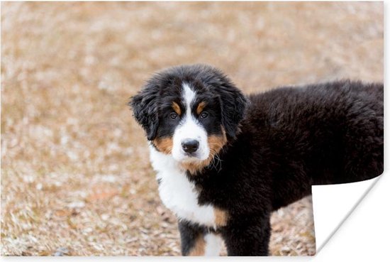 Poster Chiot Bouvier Bernois le matin 60x40 cm Tirage photo sur