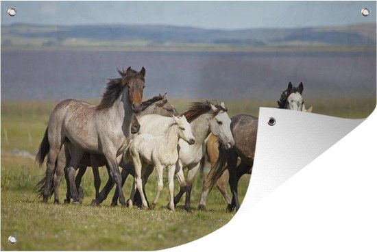 Muurdecoratie Paarden - Kudde - Criollo - Gras - 180x120 cm - Tuinposter - Tuindoek - Buitenposter