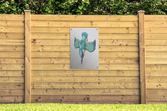 Martinet bleu plongeant vers le bas, avec des accents orange, sur une clôture en bois.