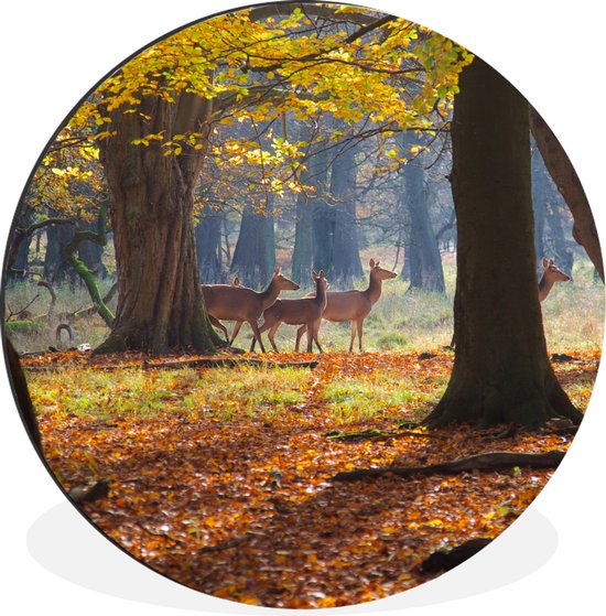 Cerf dans un parc naturel au Danemark Cercle mural aluminium