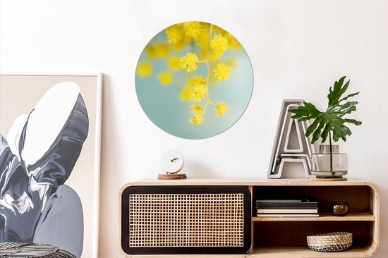Une plant de mimosa jaune sur fond bleu clair Assiette en plastique cercle mural ⌀ 60 cm - impression photo sur cercle mural / cercle vivant (décoration murale)