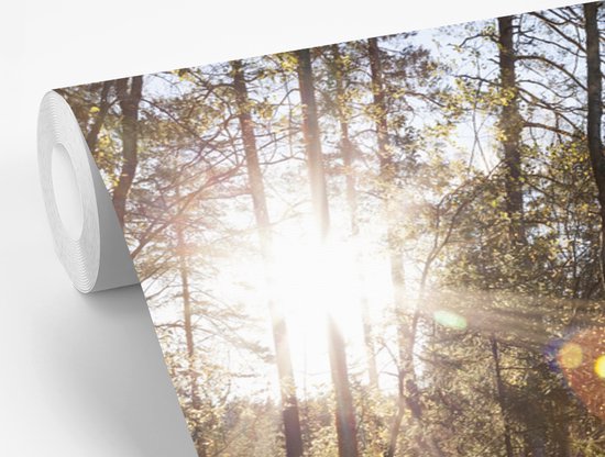 Papier peint photo vinyle - Les rayons du soleil brillent entre les arbres du parc national de Nuuksio en Finlande largeur 360 cm x hauteur 240 cm - Tirage photo sur papier peint (disponible en 7 tailles)