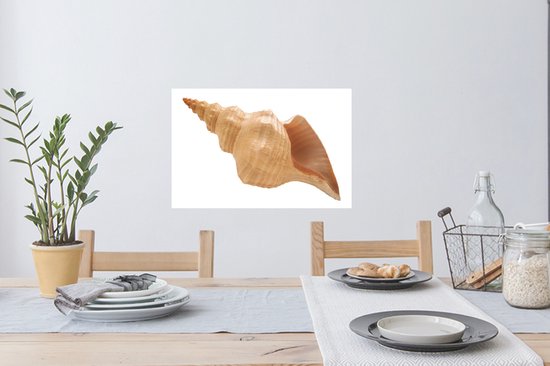 Stickers muraux - Film autocollant - Coquillage - Beige - Wit - 60x40 cm - Film adhésif - Stickers muraux Chambre d'enfant - Papier peint autocollant - Papier peint autocollant - Film autocollant