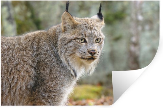 Muurstickers - Sticker Folie - Lynx - Bos - Grijs - 60x40 cm - Plakfolie - Muurstickers Kinderkamer - Zelfklevend Behang - Zelfklevend behangpapier - Stickerfolie