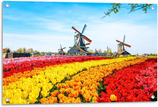 Tuinposter – Kleurrijke Tulpenvelden met Molens - 90x60cm Foto op Tuinposter  (wanddecoratie voor buiten en binnen)