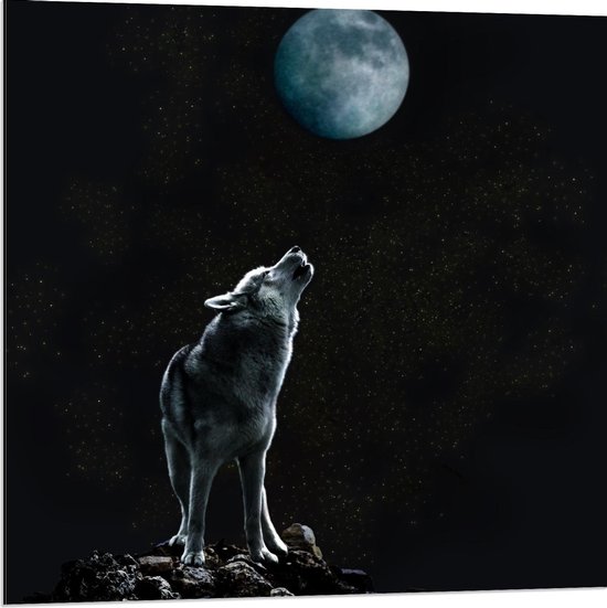 Dibond - Huilende Wolf bij Maan op Rots - 80x80cm Foto op Aluminium (Met Ophangsysteem)
