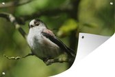 Une mésange à longue queue sur une branche dans un arbre Affiche de jardin 120x80 cm - Toile de jardin / Toile d'extérieur / Peintures d'extérieur (décoration de jardin)
