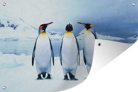 Tuinposters buiten Drie pinguïns portret - 90x60 cm - Tuindoek - Buitenposter