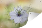 Muurdecoratie Close-up van de bloeiende nigella - 180x120 cm - Tuinposter - Tuindoek - Buitenposter