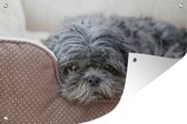 Tuinposter - Tuindoek - Tuinposters buiten - Shih Tzu hond die op haar bed rust - 120x80 cm - Tuin