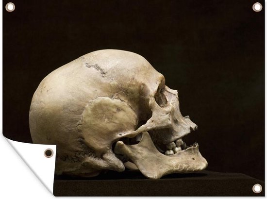 Tuinposter - Menselijke schedel vanaf de zijkant
