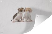 Muurdecoratie Kitten die kusje geeft - 180x120 cm - Tuinposter - Tuindoek - Buitenposter