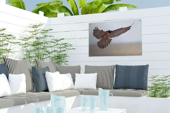 Faucon pèlerin vole dans les airs 60x40 cm