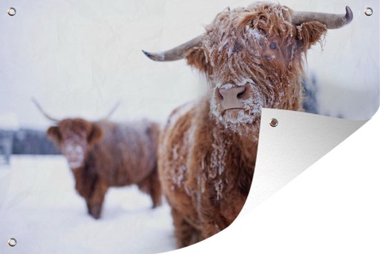 Tuinposter Schotse Hooglanders - Schotse Koeien - Sneeuw - 70x40 cm - Wanddecoratie Buiten - Tuinposter - Tuindoek - Schuttingposter - Tuinschilderij