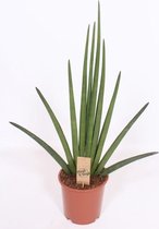 Kamerplant van Botanicly – Sansevieria Cylindrica – Hoogte: 80 cm