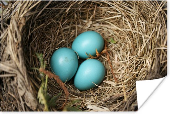 Tomaat Varken Specificiteit Drie blauwe eieren van een roodborstje liggen in een nest 90x60 cm - Foto  print op... | bol.com