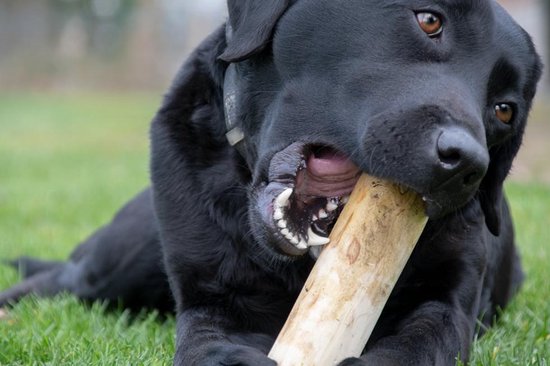 Close-up van zwarte labrador die op een lichtbruin hondenbot kauwt.