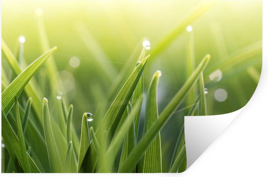 Sticker Muursticker Rosée précoce - Rosée précoce dans l'herbe - 60x40 cm - film adhésif autocollant - sticker mural repositionnable