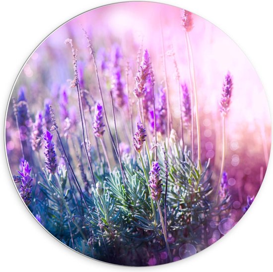 Forex Wandcirkel - Close Up van Lavendel - 70x70cm Foto op Wandcirkel (met ophangsysteem)