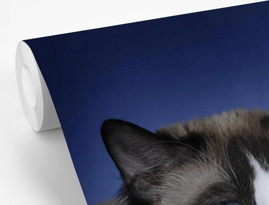 Papier peint photo en vinyle - Couché noir avec chat Ragdoll blanc largeur 390 cm x hauteur 260 cm - Tirage photo sur papier peint (disponible en 7 tailles)