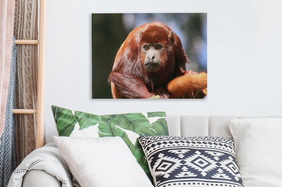 Gros plan singe hurleur rouge 40x30 cm - petit - tirage photo sur toile (Décoration murale salon / chambre) / animaux sauvages Peintures sur toile