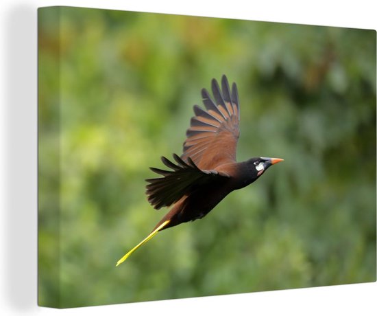 Canvas Schilderij Montezuma Oropendola in actie - 30x20 cm - Wanddecoratie