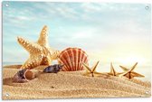 Tuinposter – Zeeschelpen op het Strand - 90x60cm Foto op Tuinposter  (wanddecoratie voor buiten en binnen)
