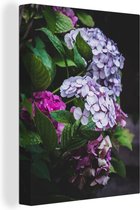 Close-up hortensia buisson dans le jardin toile 2cm 90x120 cm - Tirage photo sur toile (Décoration murale salon / chambre) / Peintures Fleurs