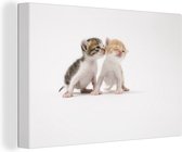 Canvas Schilderij Kitten die kusje geeft - 60x40 cm - Wanddecoratie