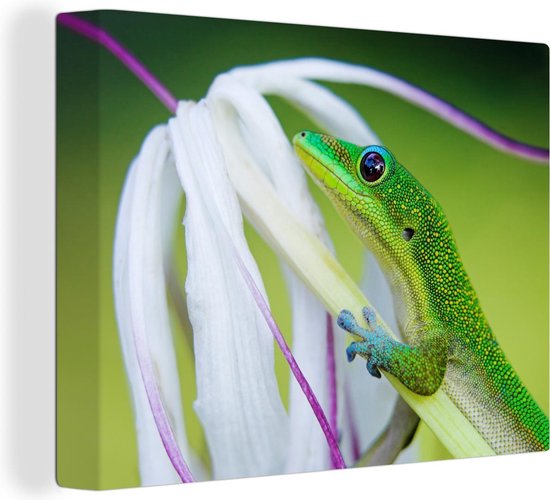 Canvas Schilderij Groene gekko op een witte spinlelie - 80x60 cm - Wanddecoratie