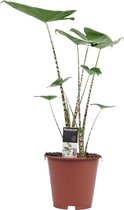 Alocasia Zebrina | Prachtige en leuke Alocasia Zebrina | Je eigen tropische plant in huis | Heerlijk jungle gevoel | Olifantsoor | Alocasia Zebrina | Ø 19 cm - Hoogte 70 cm (waarvan +/- 50 cm