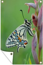 Tuinposter 40x60 cm - Tuindecoratie Zijaanzicht van een koninginnenpage vlinder - Poster voor in de tuin - Buiten decoratie - Schutting tuinschilderij - Tuindoek muurdecoratie - Wanddecoratie balkondoek