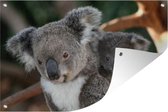 Tuinposter - Tuindoek - Tuinposters buiten - Koala's - Vader - Zoon - Kids - Jongens - Meiden - 120x80 cm - Tuin