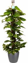 Mama's Planten -   Scindapsus Mosstok 120 Cm Met Elho Brussels Antracite - Vers Van De Kweker - ↨ 120cm - ⌀ 24cm